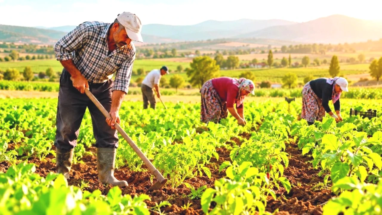 2 Yıl Ekilmeyen Tarlalar Kiraya Veriliyor! 16 Bin Hektarda Üretim Yeniden Başladı
